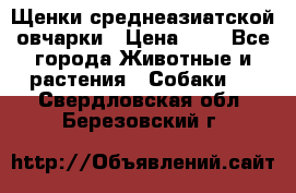 Щенки среднеазиатской овчарки › Цена ­ 1 - Все города Животные и растения » Собаки   . Свердловская обл.,Березовский г.